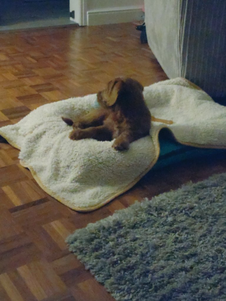 Two years with this one as part of the family, he was just what we, and I needed at the time, and we wouldn't be without him