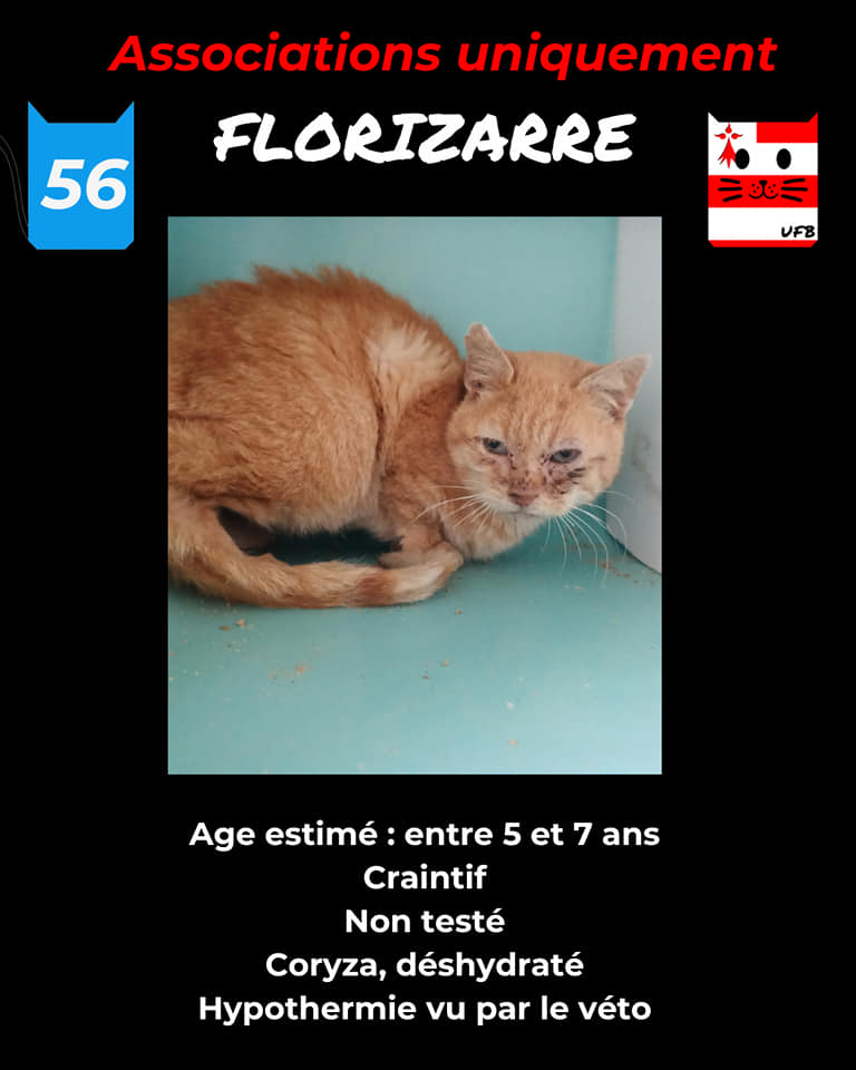 justineducern's tweet photo. Ce chat est dans une fourrière en Bretagne (56)
Il ne peut être pris en charge que par une association pour le sauver de l'euthanasie          
mais avant le 29/11           
Contact:
Urgences Fourrières de Bretagne page FBK https://t.co/OBbwT7k0ch