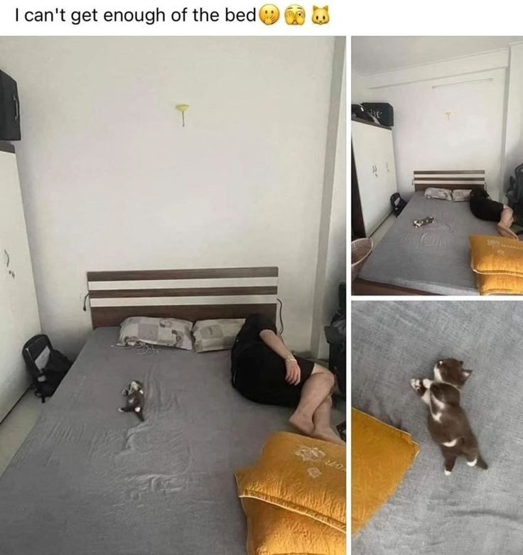 Posts Of Cats (@postsofcats) on Twitter photo 