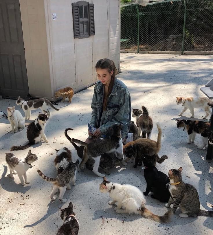 ShouldHaveCat's tweet photo. https://t.co/qs0E8qidLk