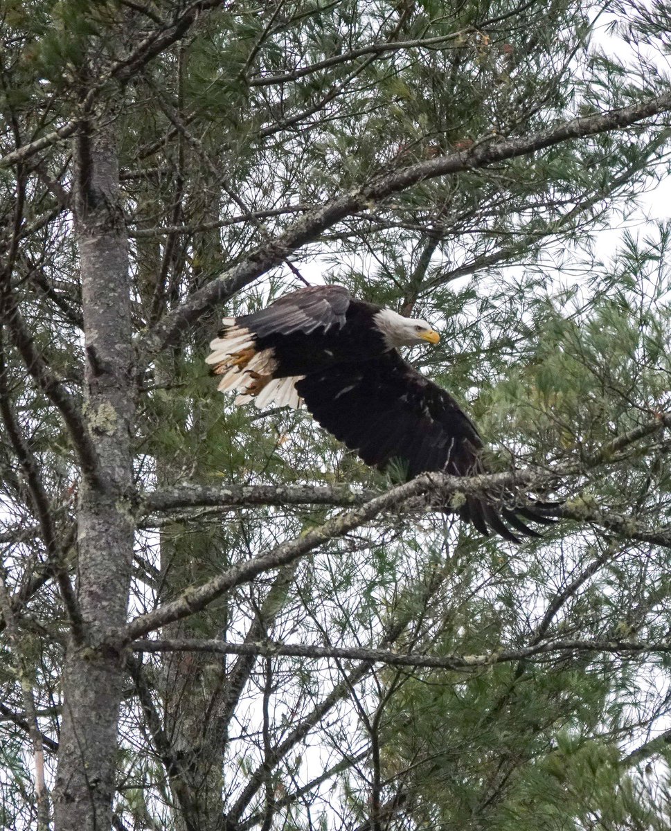 Vermont Paddle Pups tweet media