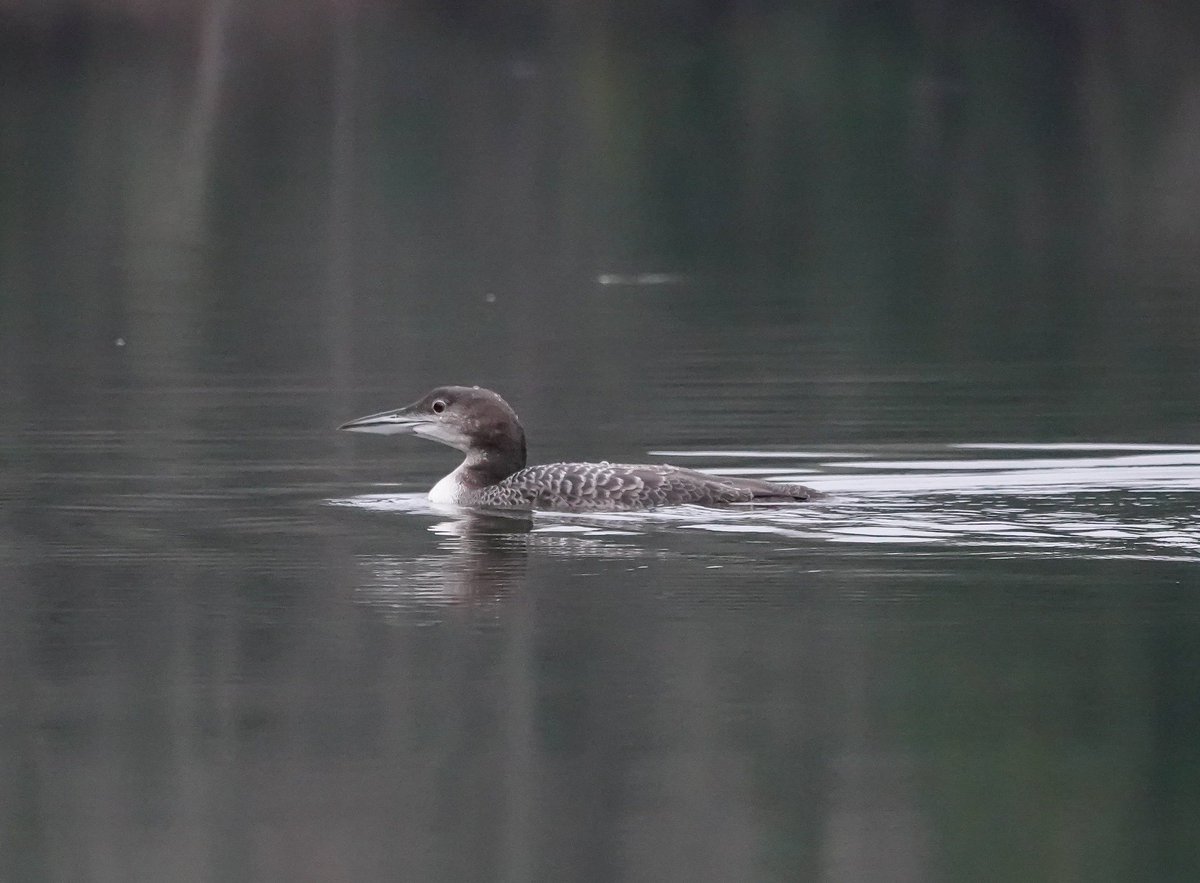 Vermont Paddle Pups tweet media