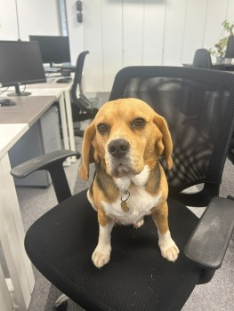 millypod1's tweet photo. NEEVY HOME SAFE. THANKS FOR RT's 😊🐕🐾

🆘21 NOV 2024 #Lost NEEVY #ScanMe #Tagge
Tan, Black &amp;White Beagle Female 
Springfield Road out the back of the garden by London Road Station. There is some woods out the back of the garden #Brighton #EastSussex #BN1 https://t.co/GjJMCI6jjZ https://t.co/c1oQzs0o67