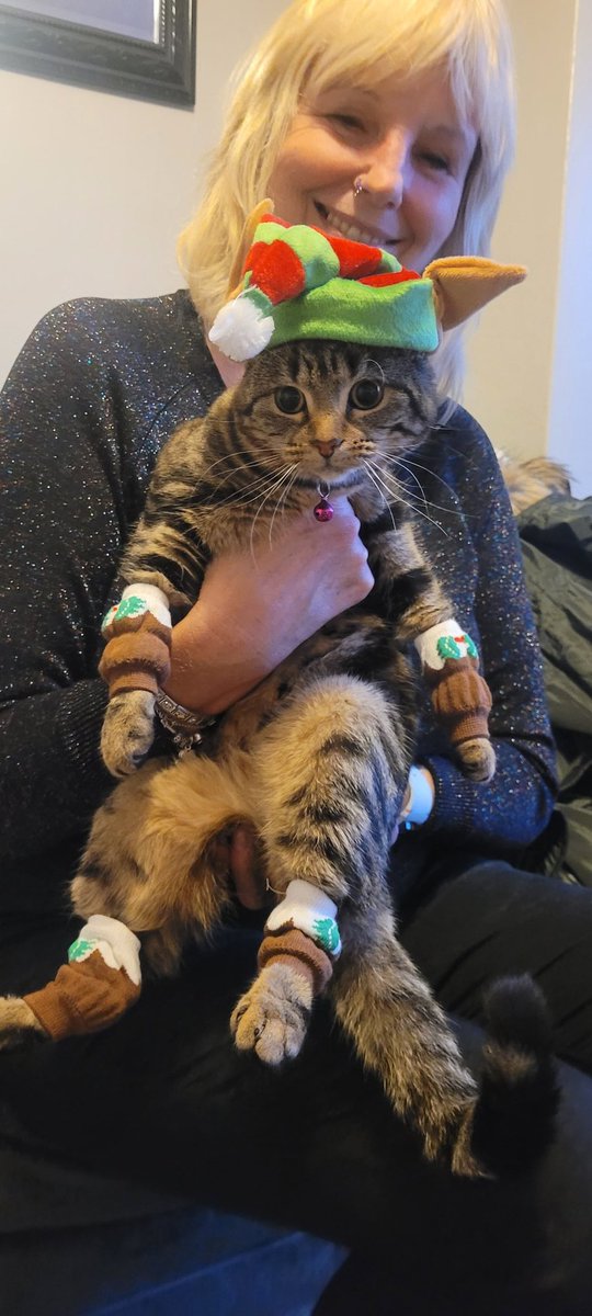 1992Izzy's tweet photo. Ziggy is plotting his revenge you can see it in his eyes 🤣🤣 Minnie's used to this by now and it's blossoms first Christmas so she's still learning about putting up with me and Gracie dressing her up haha https://t.co/6Z8un8eKe4
