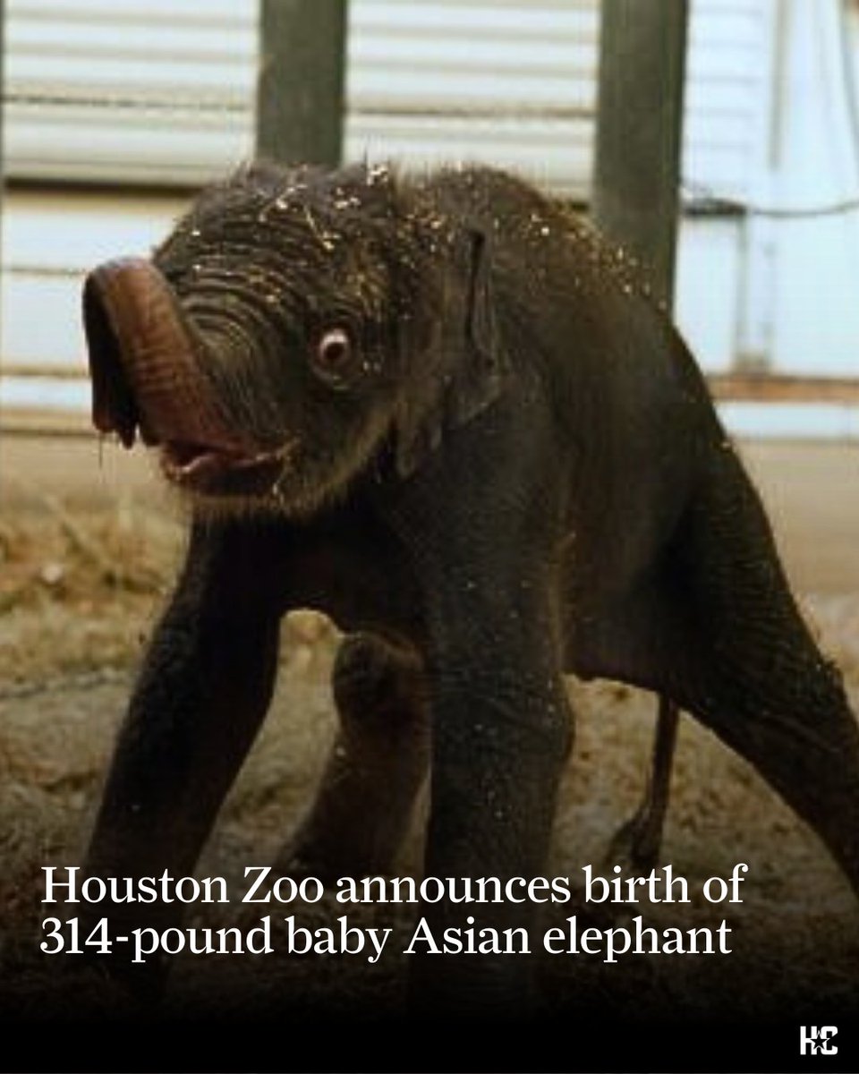 Houston Chronicle tweet media