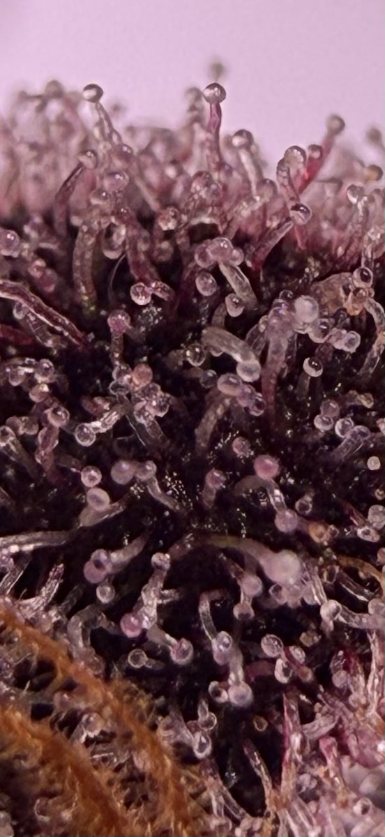 jmo22966085's tweet photo. #Forbiddenjelly #PlantGuyCO she’s this stuff came out stupid ridiculous looking the aroma is just incredible and he’s purple trichrome’s are tripped me out. WOW! The Jelly is smelly . 🪼🪼🪼🪼🪼🪼🪼 https://t.co/MdVgqR6CMr