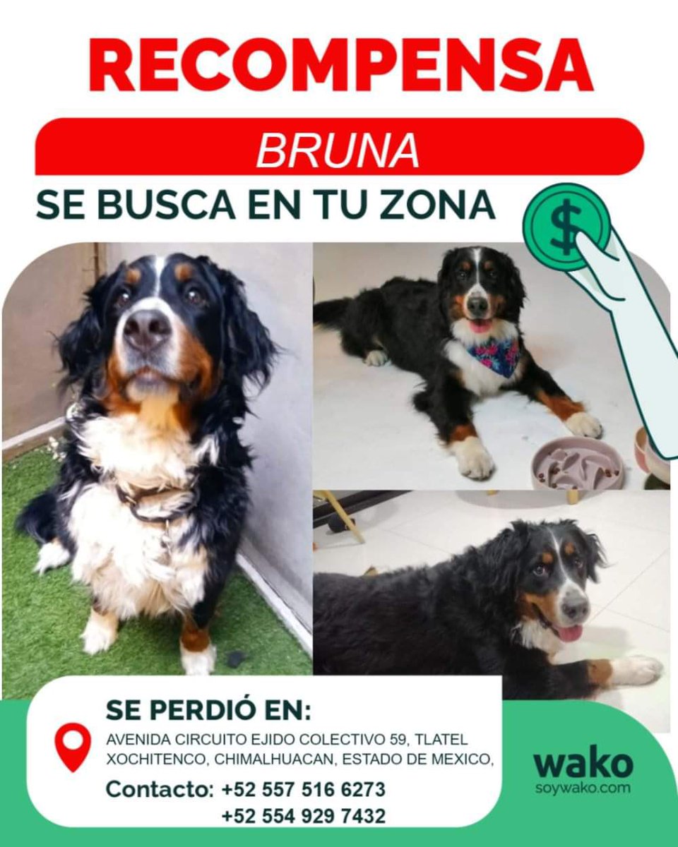 #Extraviada Bruna, perra talla grande, color negro con manchas blancas y cafés. Pelo semilargo. Tipo bernés. Se perdió en Tlatel Xochitenco, Chimalhuacán, Edo. Mex.