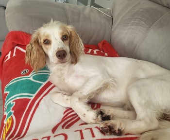 millypod1's tweet image. 🆘21 NOV 2024 #Lost GOLDIE #ScanMe
White With Lemon Cocker Spaniel Female
Was wearing a Grey harness with reflective strip
Danesly Close, The Dene area #Peterlee #CountyDurham #SR8 doglost.co.uk/dog-blog.php?d…