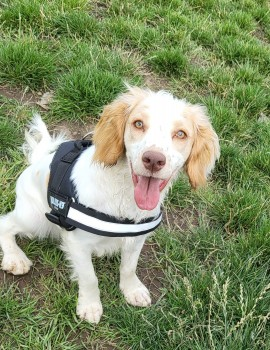 millypod1's tweet image. 🆘21 NOV 2024 #Lost GOLDIE #ScanMe
White With Lemon Cocker Spaniel Female
Was wearing a Grey harness with reflective strip
Danesly Close, The Dene area #Peterlee #CountyDurham #SR8 doglost.co.uk/dog-blog.php?d…