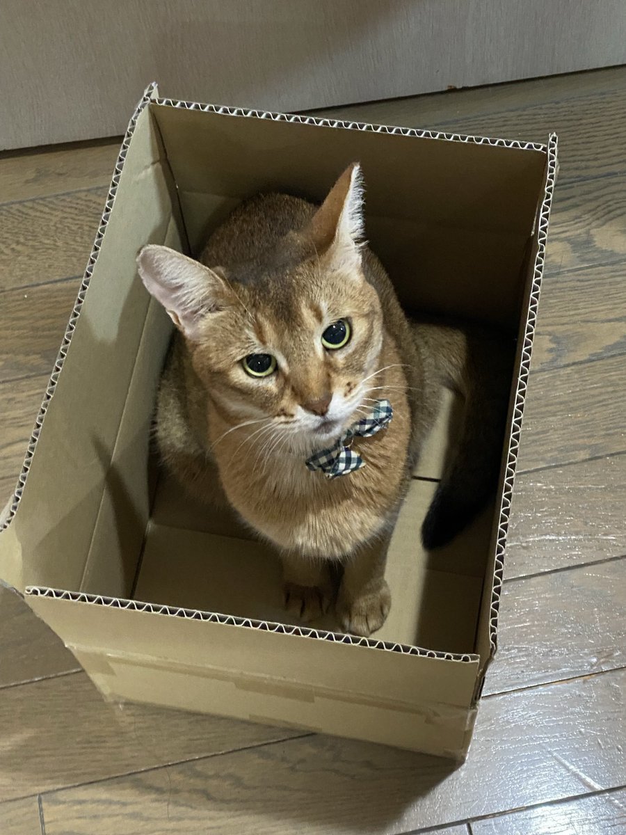 mintlleaf's tweet photo. あちらではいい子に出来ていますか？
ガツガツ食べて吐いていませんか？
みんなと仲良く出来ていますか？

長いとは言えなかった我家での暮らし
頑張って生きましたね
ありがとう
ずっと大好きですよ https://t.co/j7j970eGY3