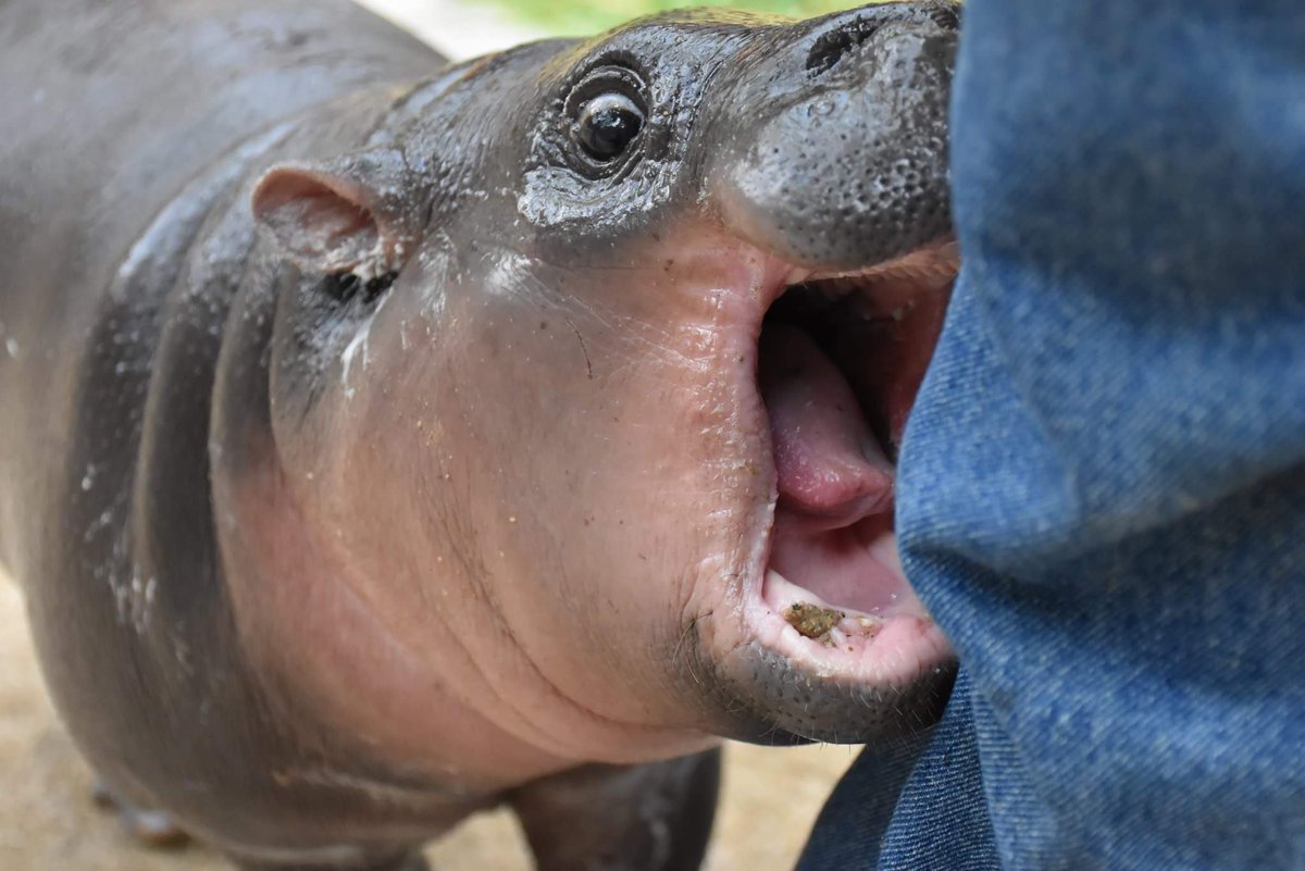 MooDengSOL's tweet photo. AAAAAAA om nom nom 😂🦛💕

#moodeng https://t.co/nPuganZOxW