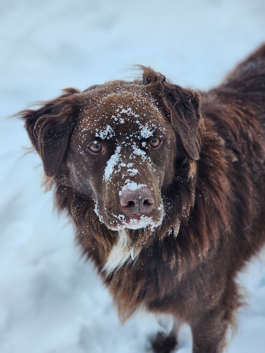 NikosStraub's tweet photo. Pups are 50 50 on the snow today. #abstorm #yycsnow #yycsnowpups https://t.co/CXtPFtbhR7