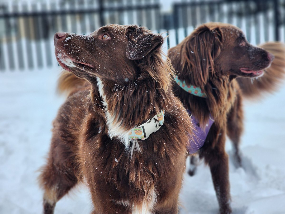 NikosStraub's tweet photo. Pups are 50 50 on the snow today. #abstorm #yycsnow #yycsnowpups https://t.co/CXtPFtbhR7