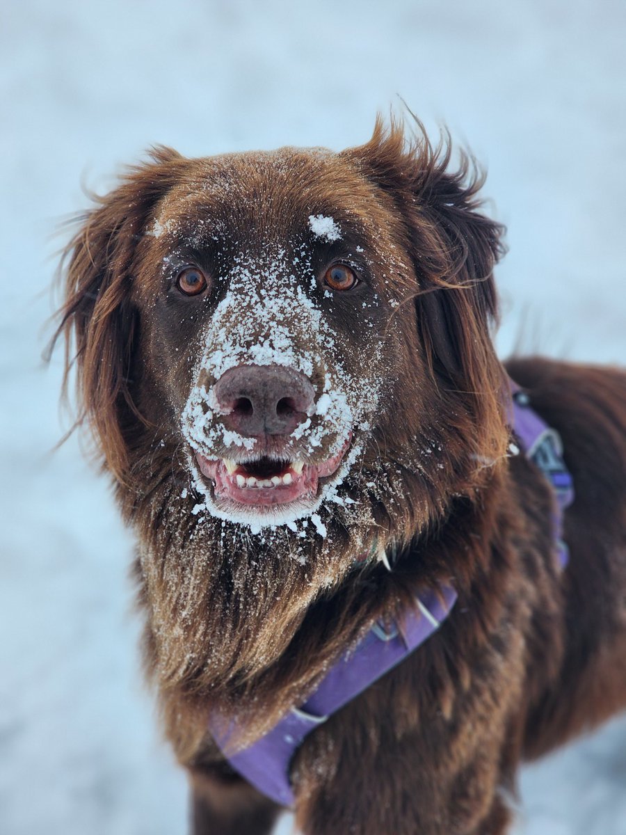 NikosStraub's tweet photo. Pups are 50 50 on the snow today. #abstorm #yycsnow #yycsnowpups https://t.co/CXtPFtbhR7