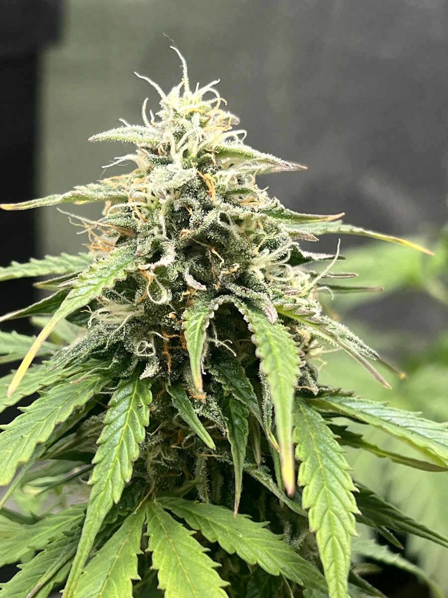 BUDxTRIBE's tweet photo. About #3moreweeks. https://t.co/bocXDsIPzi