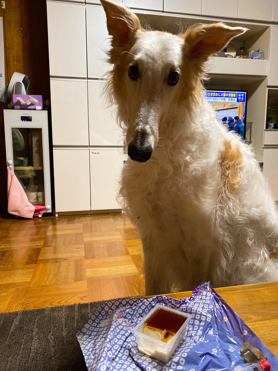 おすわりすれば何かもらえるかな。
がんぼるぞい。

translation:
Will I get something if I sit down?