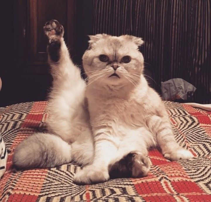 taylornation13's tweet image. Have you ever tried this one? 🙋 #TorontoTSTheErasTour #TSTheErasTour