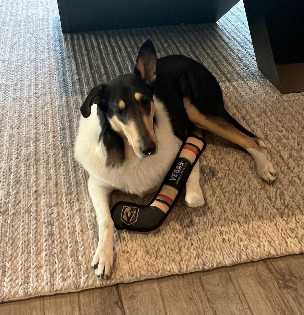 Dan Ryan (@danryanwallst) on Twitter photo Presley ready for <a href="/GoldenKnights/">Vegas Golden Knights</a> game tonight. <a href="/VGKFoundation/">Vegas Golden Knights Foundation</a> <a href="/LockedOnVGK/">Locked On Golden Knights</a> !!! Presley ready for <a href="/GoldenKnights/">Vegas Golden Knights</a> game tonight. <a href="/VGKFoundation/">Vegas Golden Knights Foundation</a> <a href="/LockedOnVGK/">Locked On Golden Knights</a> !!!