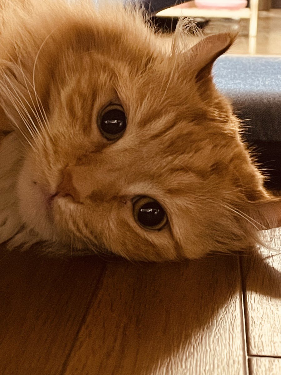 外は寒いけど🥶暖色のねこを見てるとあったか😁