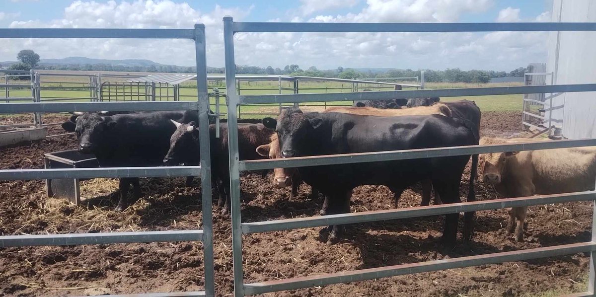 Joe Cautec tweet media