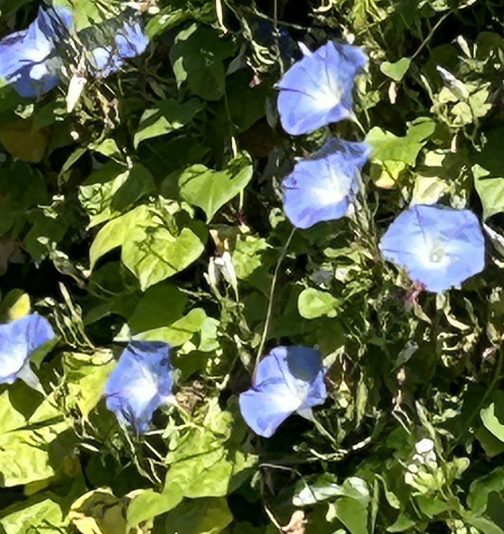 RooMilionBell_s's tweet photo. 11月下旬…まだ頑張っています✨❣️
#朝顔
#11月に咲く
#morningglory
#inNovember https://t.co/WhnI00MP0i