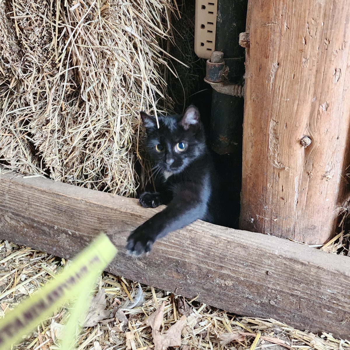 Void Kitten at play

If you're in Northern Michigan, for the low low price of FREE, this kitten could be yours!