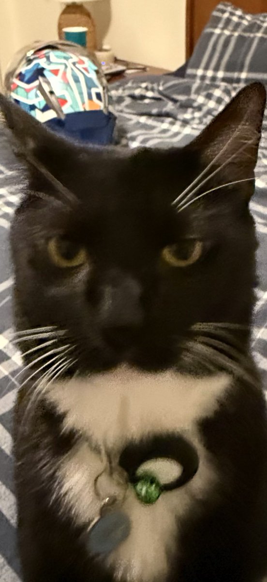 trillmanati6's tweet photo. Tux stays goobing https://t.co/Qp8Tbm2dlg