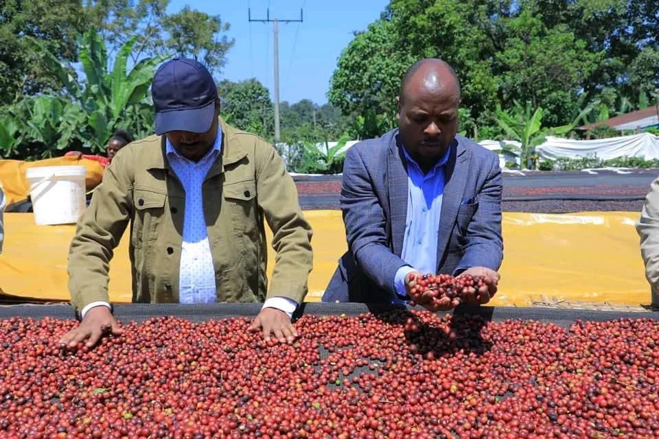 We visited one of our own, Let us ensure that no coffee farmer is left behind on this journey toward national transformation. 
#EmpoweringCoffeeFarmers