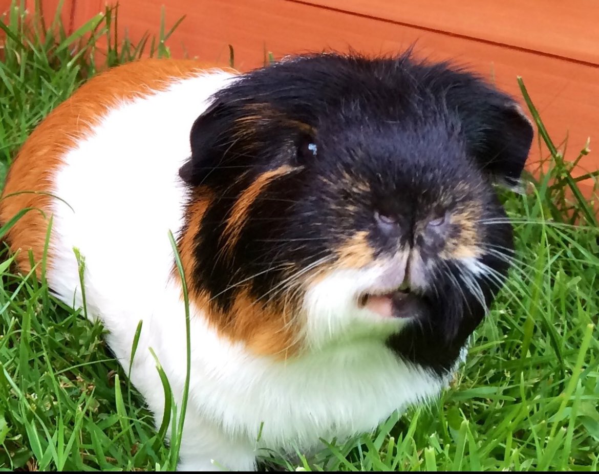 TuftyPiggie's tweet photo. Ten years ago today, I adopted these two gorgeous boys and so started the Tuftypiggies legacy. So many lovely memories. π₯°ππ
#Tufty #Sooty #OG #cpots #memories #rainbowpigs https://t.co/UQ2jFwcV62