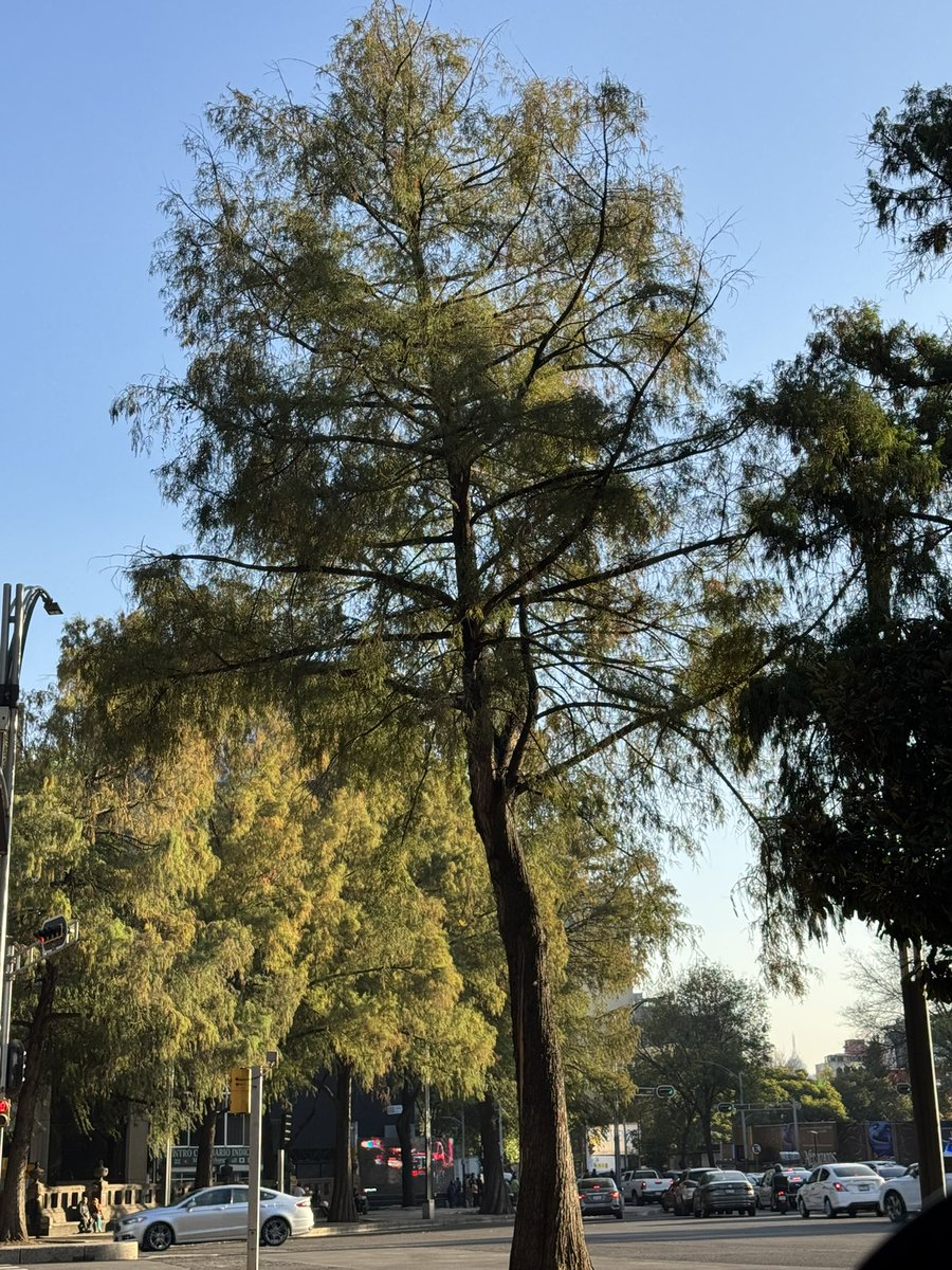 SoyDeLeon_Mx's tweet photo. De verdad cómo admiro y amo estos #Ahuehuetes en #CdMx
¡Son una maravilla! https://t.co/leBRUQOy1m