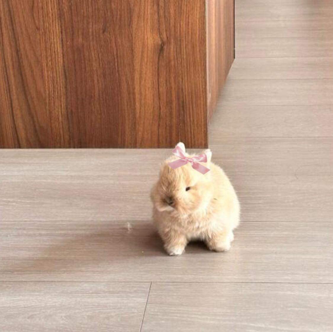 bunnies with bows (@bunnieswbows) on Twitter photo 