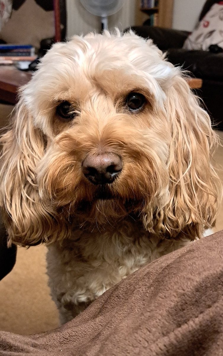 DCockapoo's tweet image. Hoomum, it would be very rude of you not to share that breadstick..
.