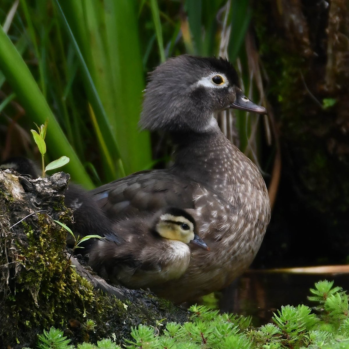 Mama wood duck and her baby