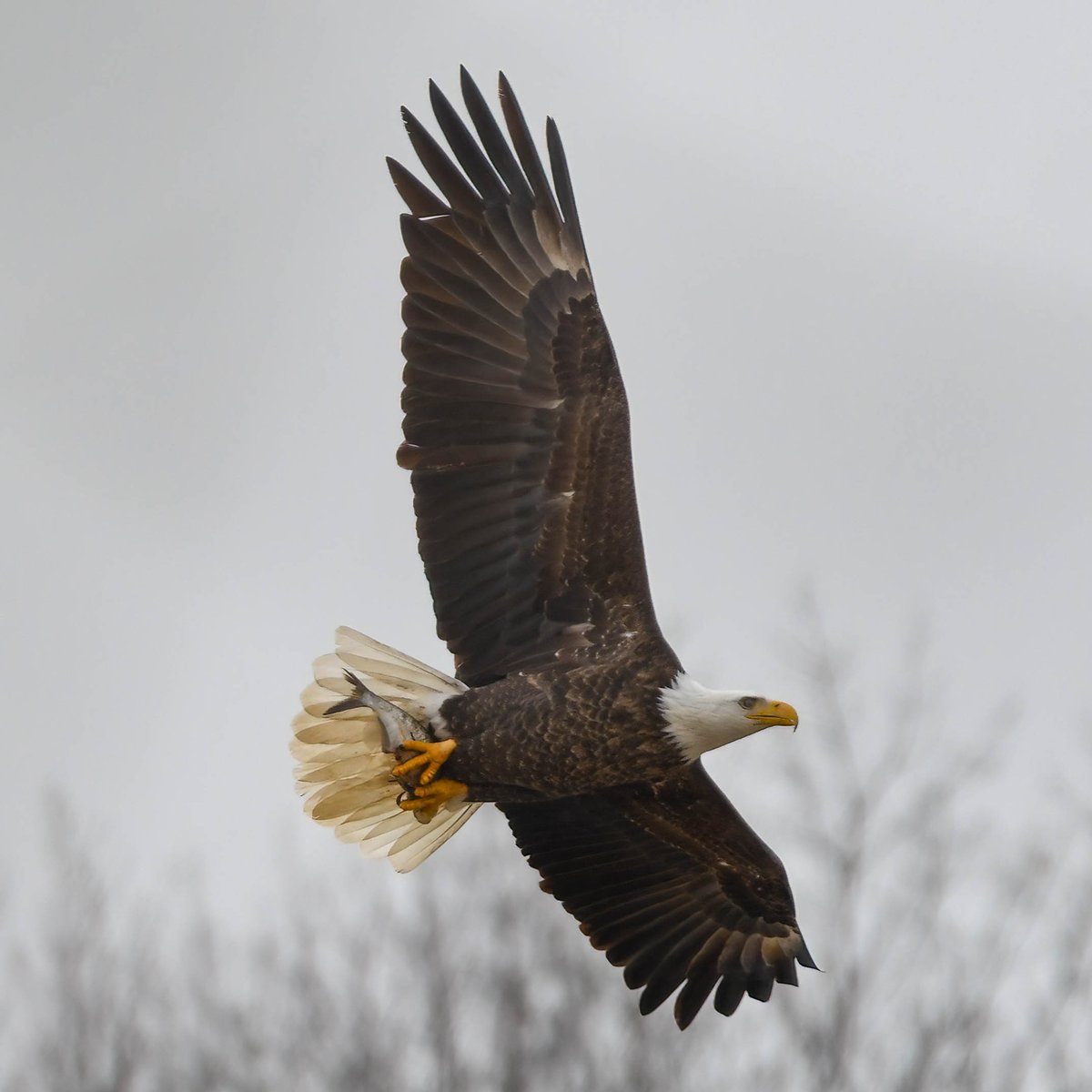 Beautiful eagle with a nice catch.