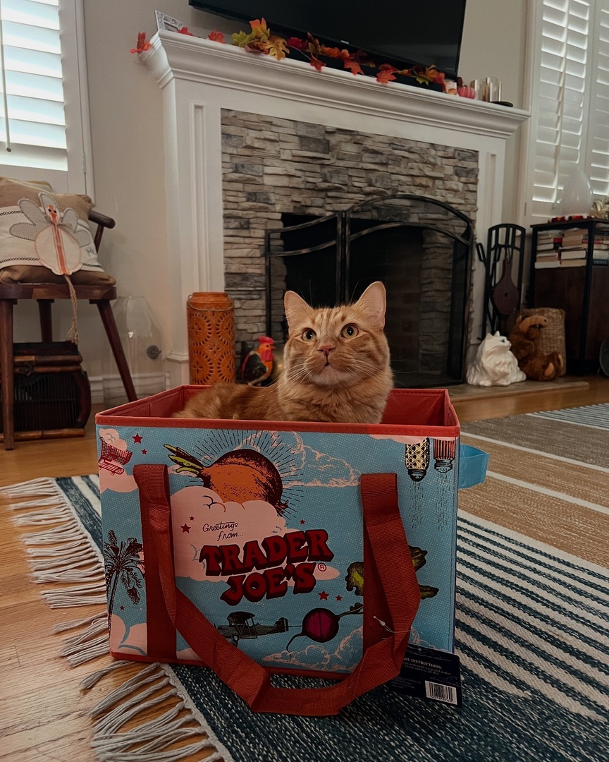 TraceyThorpe's tweet photo. Thank you @traderjoes for making Walter’s dreams come true! A bag that’s a box that’s a bag! https://t.co/1IPHnQOZtN