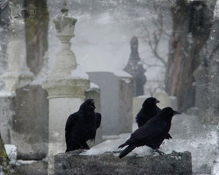 hakaelll's tweet image. 