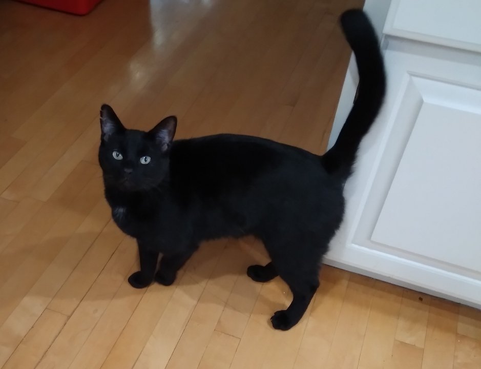 Shaindel Beers ๐ป tweet media