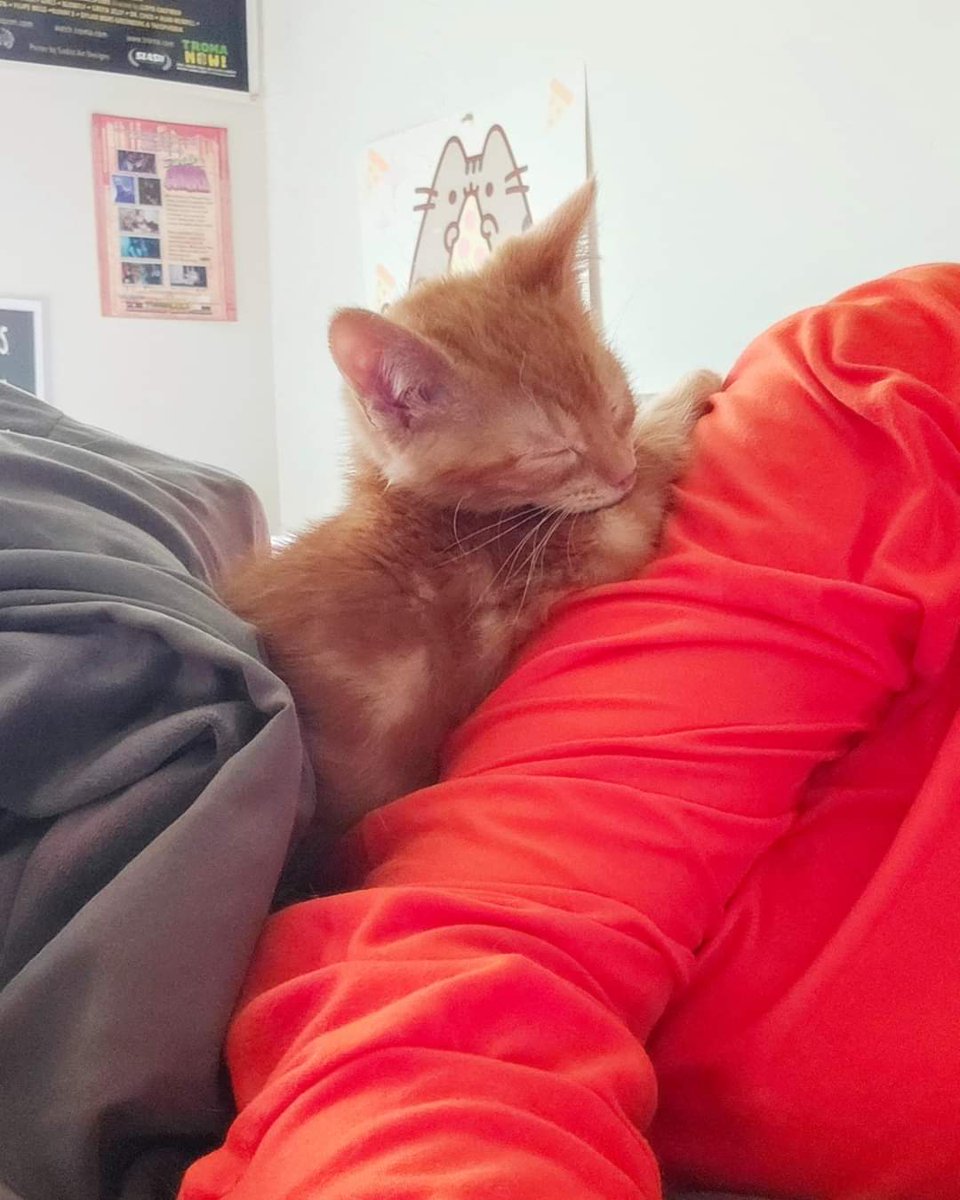 VadaCallisto's tweet photo. #caturday Lasagna the shoulder kitten #sleepykitty #fosterkitty https://t.co/2Ty1wDmtvW
