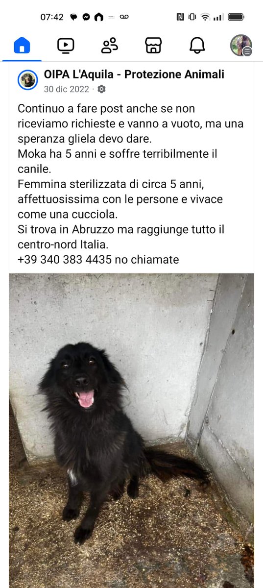 GabriellaBargh1's tweet photo. SONO ARRIVATE RICHIESTE RISULTATE NN IDONEE.
FA TANTA PENA MOKA SOFFRE TANTO IL BOX E LA SOLITUDINE.
RPRPRP X AIUTARE QUESTA ANIMA BISOGNOSA D'AMORE. GRAZIE 
🍀🌺🍀🌺🍀🌺🐾😟🙏😭💔💔💔🐞 https://t.co/JpiW49qkZ1