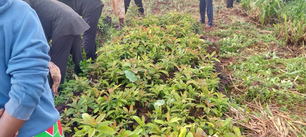 bukeyeneza_2's tweet photo. #BUGENDANA -#MUTAHO:
Muntumbero yo kugwiza icamwa c'#amavoka,kuri uyu wa Gatandatu ,#imbonerakure za zone ,#MUTAHO zateye #amavoka ya Zone Ku mutumba #BIGERA.
#Nevawacu
#ivokayacu https://t.co/zpUtmCsUfw