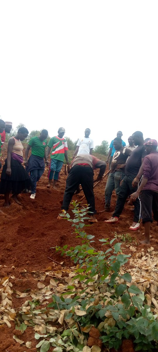 bukeyeneza_2's tweet photo. #BUGENDANA -#MUTAHO:
Muntumbero yo kugwiza icamwa c'#amavoka,kuri uyu wa Gatandatu ,#imbonerakure za zone ,#MUTAHO zateye #amavoka ya Zone Ku mutumba #BIGERA.
#Nevawacu
#ivokayacu https://t.co/zpUtmCsUfw