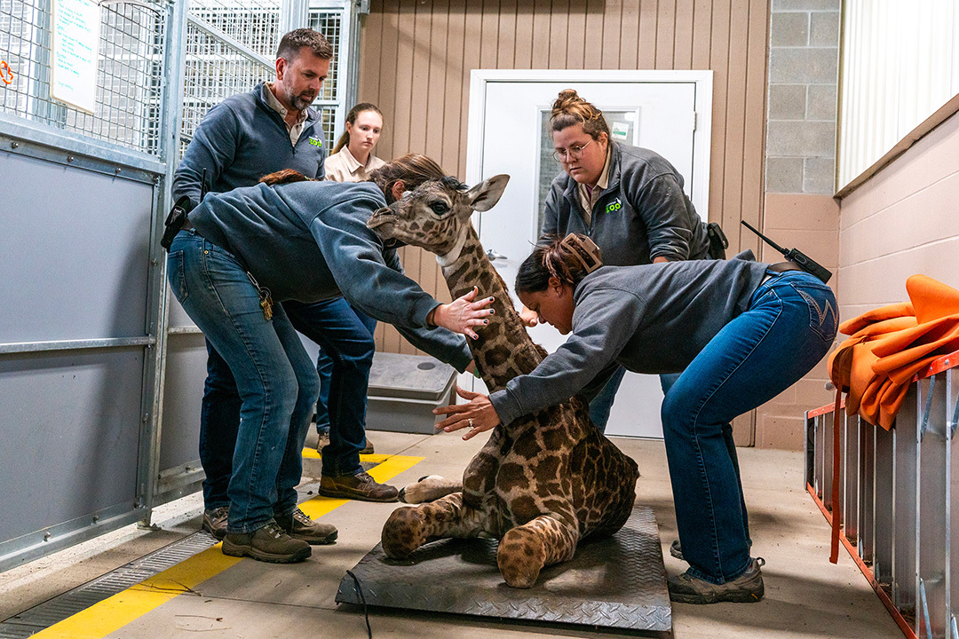 zoos_aquariums's tweet photo. "Spot"-tacular update from @PotawatomiZoo! 🦒 A beautiful female Masai #Giraffe was born last month to mom Zindzhi! This is the first calf of this species born at the #Zoo! Read more in Connect: https://t.co/2QY0JHI3Hj. #ZooBaby #ZooBorns #WildlifeConservation #SouthBend #Indiana https://t.co/4q71NCRF0V