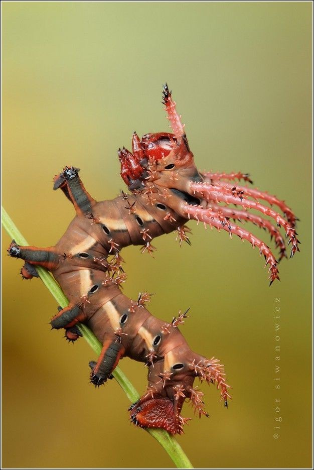 Untamedpath's tweet photo. The majestic Hickory Horned Devil caterpillar, a master of disguise in the world of insects. #hickoryhorneddevil #caterpillar #regalmoth #naturephotography #insectphotography https://t.co/CCXrkYDtEX