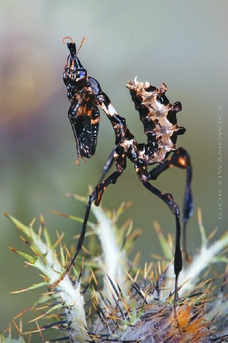 Untamedpath's tweet photo. A master of disguise, the Devil's Flower Mantis, blending seamlessly with its surroundings.
devilsflowermantis #camouflage #naturephotography #wildlifephotography #insectphotography #mantis #predator #macro #amazingnature #naturelover #insectsofinstagram #wildlife_photography #nature_lovers