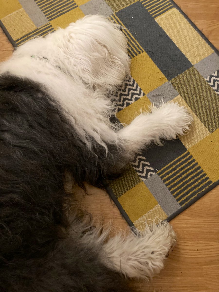 caniscausa's tweet image. Abysmal weather outside, stormy and rainy. More to come tomorrow. I strained my biceps so have to rest. Had laser therapy yesterday and that did help a bit. At least physio lady said my back is better than ever! #SeniorDogs 💖🐾