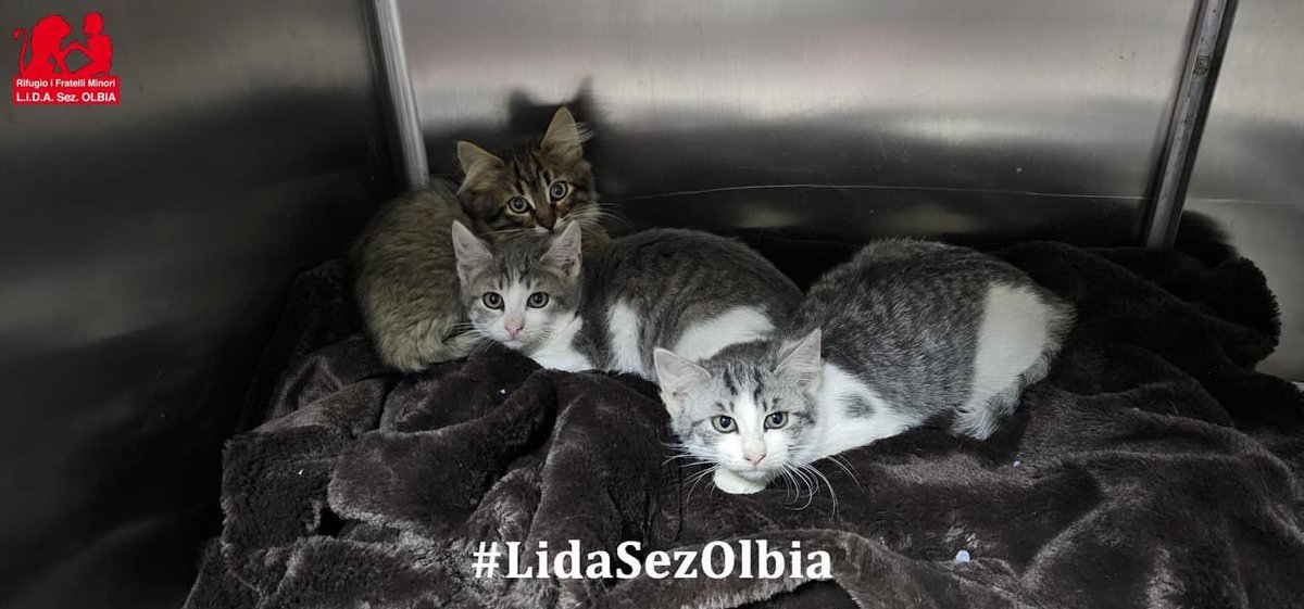 LidaSezOlbia's tweet photo. Olbia, 23.11.2024
Oggi sono arrivati 4 micini tanto timidi e paurosi, hanno circa 2 mesi.  
Non immaginate nonostante le centinaia di sterilizzazioni che abbiamo fatto da inizio anno, quante creature vengono abbandonate ogni giorno. https://t.co/CKmlxVIKuw