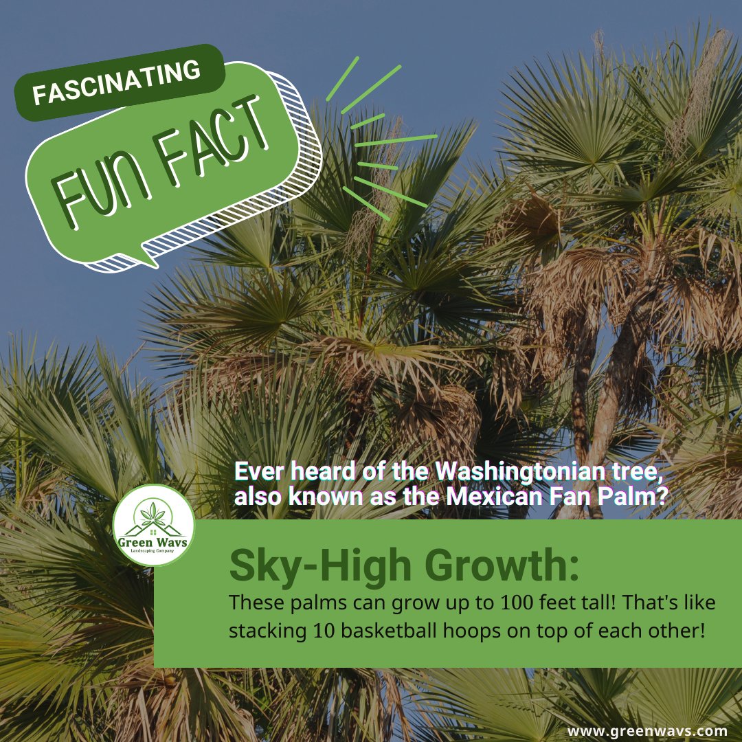 greenwavsriyadh's tweet image. At @greenwavsriyadh , we specialize in the supply and installation of these stunning trees, ensuring your landscape stands out with tropical elegance.

Contact us today to learn more.

#TreeFacts #WashingtonianTree #MexicanFanPalm #Landscaping #GardenDesign #UrbanOasis