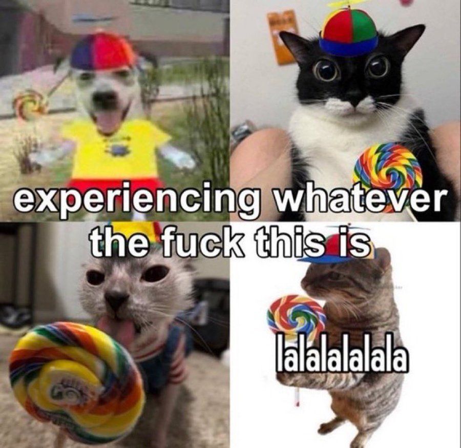 strange cat pictures tweet media