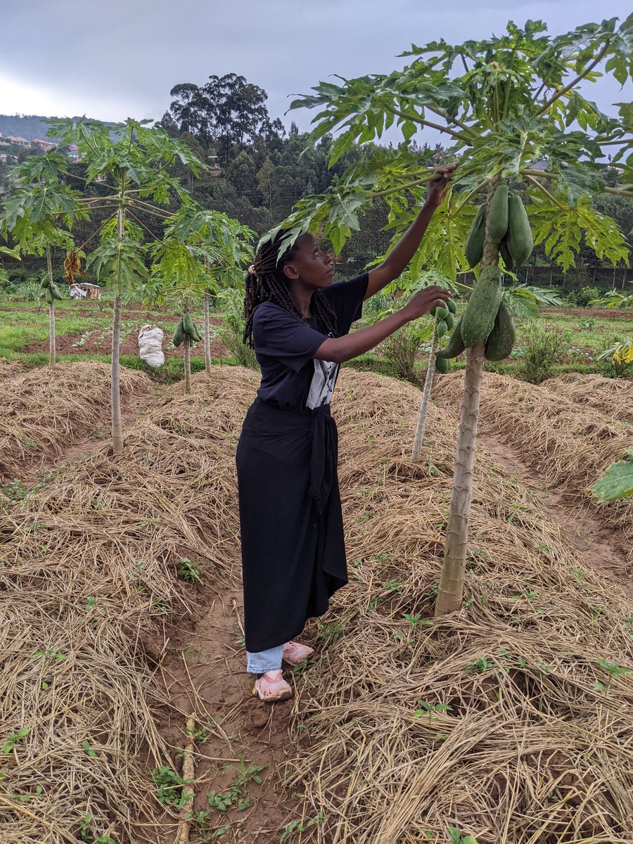Isheja13's tweet photo. Regenerative agriculture is the future! 🌍 at @RwandaBiosolut, we’re restoring soils with practices like agroforestry, crop rotation, and No-till. Let’s farm sustainably and protect our planet for generations! 🌱 #RegenerativeFarming #Sustainability https://t.co/NscbxxNBFt