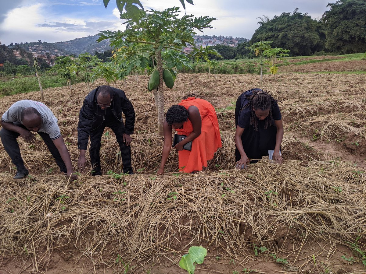 Isheja13's tweet photo. Regenerative agriculture is the future! 🌍 at @RwandaBiosolut, we’re restoring soils with practices like agroforestry, crop rotation, and No-till. Let’s farm sustainably and protect our planet for generations! 🌱 #RegenerativeFarming #Sustainability https://t.co/NscbxxNBFt